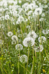 Fuzzy white dandelion seed heads with floaties in a meadow