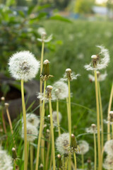 Fuzzy white dandelion seed heads with floaties in a meadow