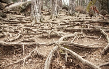 mysterious trees and roots in the forest
