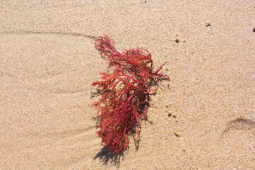Image of a red seaweed or Gracilaria (Rhodophyta) on the beach sand - obrazy, fototapety, plakaty