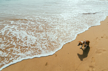 A dog watching at the waves on a beach