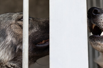 Dogs in a dog shelter communicate through the wall close-up. Two dogs in a homeless animal shelter bark at each other through the wall of enclosures or cages. Concept on the topic of homeless animals.