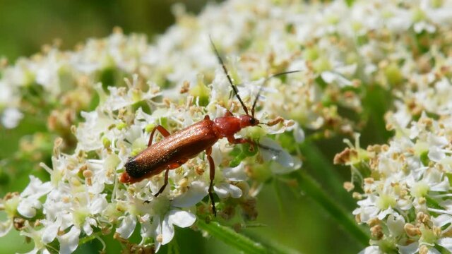 Soldier Beetle, Cantharis livida on white flowers