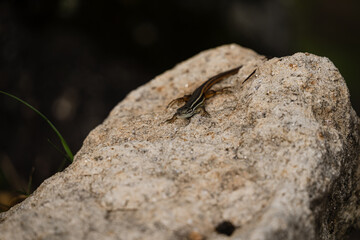 Detail picture of a common iberian lizard known as long-tailed lizard