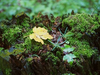 Krajobraz przyrody, las, pole zbóż, potok.