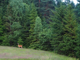 Krajobraz przyrody, las, pole zbóż, potok. © Pio Si