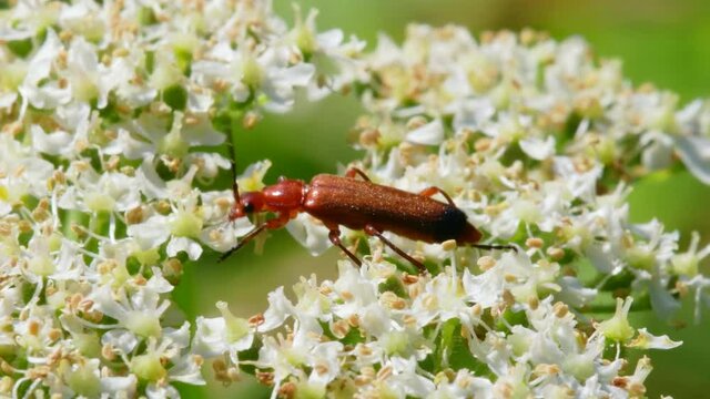 Soldier Beetle, Cantharis livida on white flowers