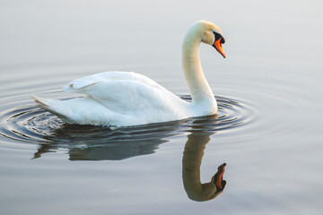 Un cygne muet au crépuscule