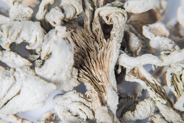 Close up Schizophyllum commune mushroom.