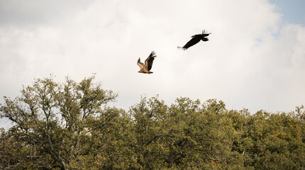 Black vulture and griffon vulture flying and searching for food in an area full of fauna and flora.