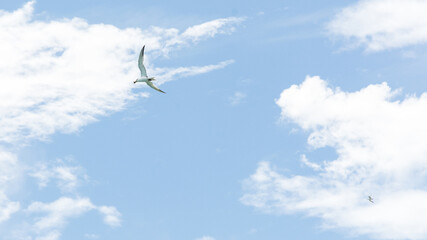 Tern flying over blue sky with fish. 
