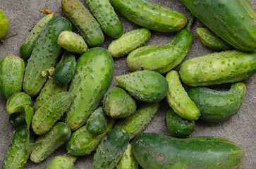 organic cucumbers on gray concrete background