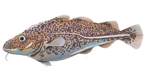 Ilustración digital de Bacalao, skrei noruego. Ilustración de pez sobre fondo blanco. Ilustración con textura de acuarela  - obrazy, fototapety, plakaty