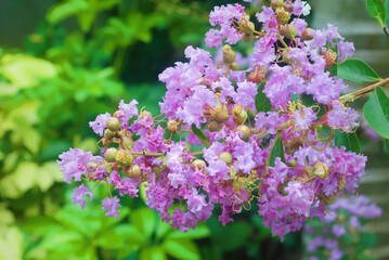 Obraz premium flowers in the garden