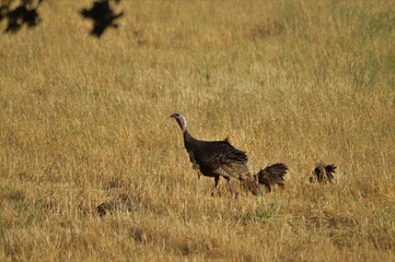 Wild Turkeys in golden grass
