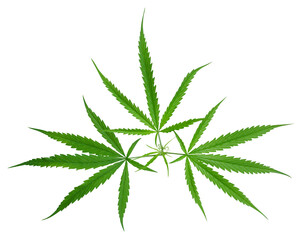 Green cannabis leaves or hemp tropical plant isolated on white background, clipping path included