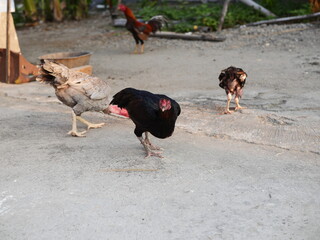 Feeding pet chickens