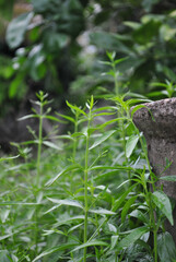 plant growing in the garden