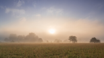 Fototapeta na wymiar Sunrise on a foggy summer morning somewhere in the floodplains of the river Rhine