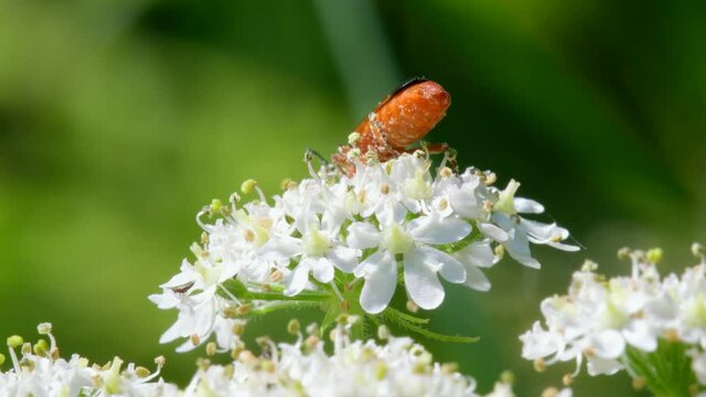 Soldier Beetle, Cantharis livida on white flowers