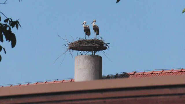 Storch 9