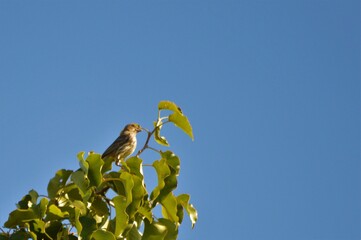 Yellow bird on Tree