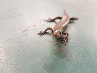 lizard on the wall