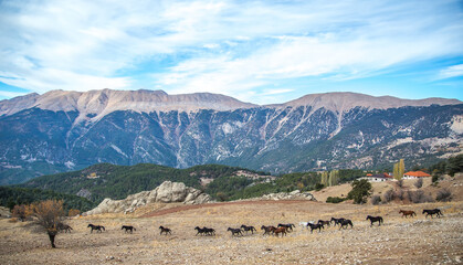 Wild horses in the Taurus mountains...