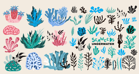 Seaweeds and corals 2