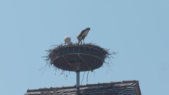 Storch 14