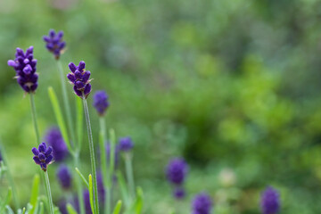 Obraz premium Lavender flowers in a garden in July