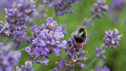 Early Bumblebee feeding on lavender flowers, United Kingdom