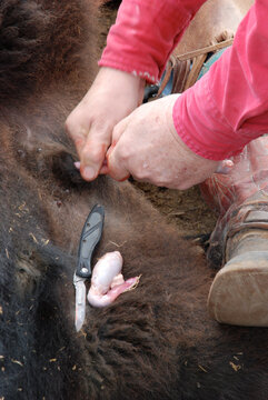 Cowboy castrating a calf 
