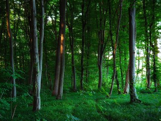 Morning in the green deciduous forest. Maple, beech and oak trees. Dense old woods. Atmospheric landscape. Beautiful background.
