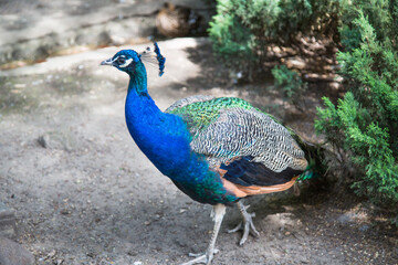 Peacock or Indian peacock (Latin Pavo cristatus) with a beautiful blue breast standing on the ground near the bushes on a clear sunny day. Fauna nature birds ornithology  ecology.