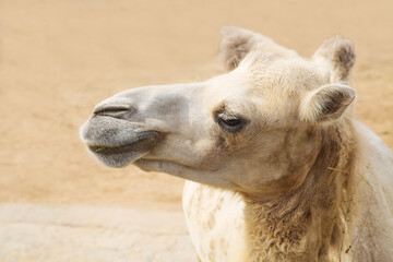 Fototapeta premium Portrait of a double-humped camel, or bactrian (Latin: Camelus bactrianus) with a beautiful coat on a clear sunny day. Animals mammals reptiles zoos.