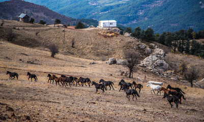 Wild horses in the Taurus mountains...