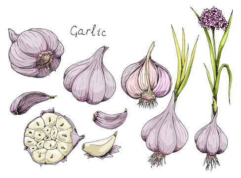 Head of garlic. Traditional medicine. Herb. Whole plant, fresh root, cut in half, slices, parts, peel, flower. Spicy condiment. Isolated clipart set on white background. Hand-drawn ink sketch.