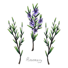 Fototapeta na wymiar Rosemary. Sprig with leaves. Fragrant Italian seasoning for food. Drawing in the old vintage style. Blooming flowers. Isolated clipart set on white background.