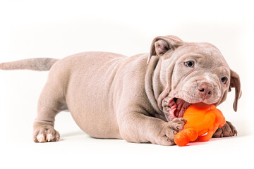 A purple-colored American Bully puppy plays with a plastic toy. Isolated on a white background