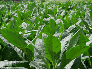 Obraz premium a vast expanse of tobacco plants on a sunny morning