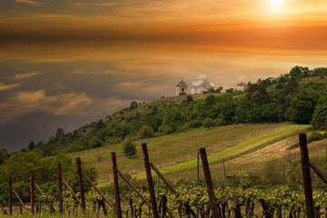 Vineyards in South Moravia near Mikulov in the Czech Republic. In the background is the Holy Hill...