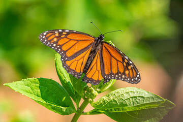 Monarch butterfly with spread wings perched on flower in garden