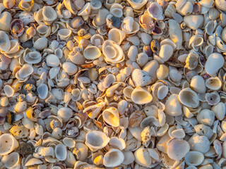 Full frame inmage of small seashells with sunset light on a Florida USA beach