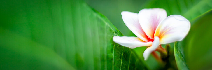banner size,frangipani flower with natural leaves in the background