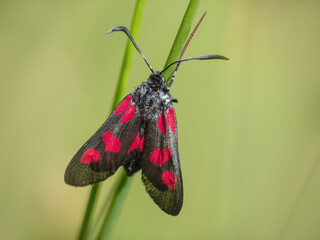 Five-spot Burnet moth, Zygaena trifolii, Devon, England.