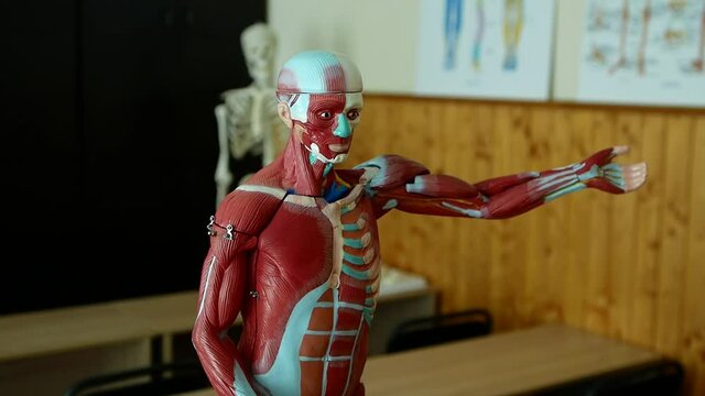 Human anatomy model, biology lesson, education, medicine. Human muscle educational model. Educational anatomical model of the human body, demonstrated in biology class for students or schoolchildren.