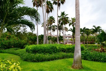 palm trees in the garden
