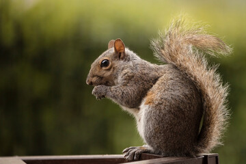 Grey Squirrel