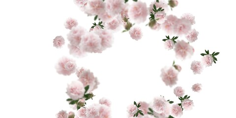 light pink flowers stock image